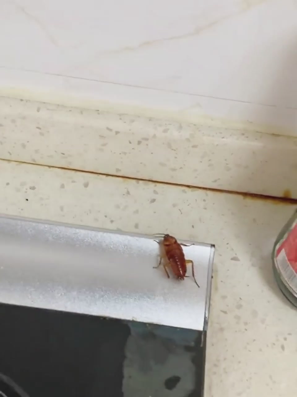 德国拜灭士杀蟑饵剂实测！一盒搞定全屋蟑螂，太神奇了！